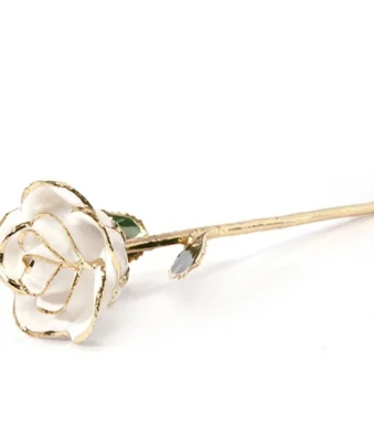 24k Gold white rose